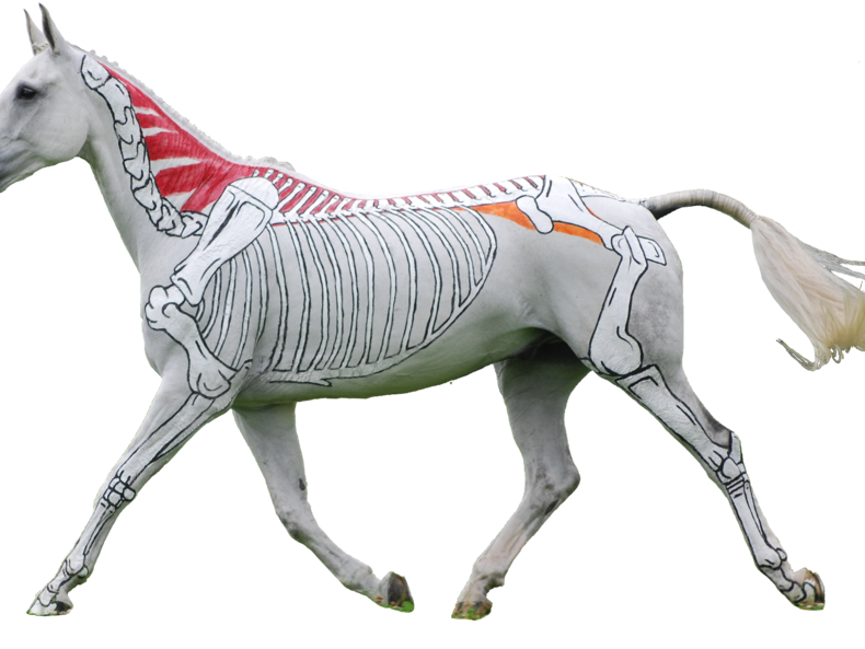 Семинар: Наглядная анатомия лошади / 28-29 января 2023